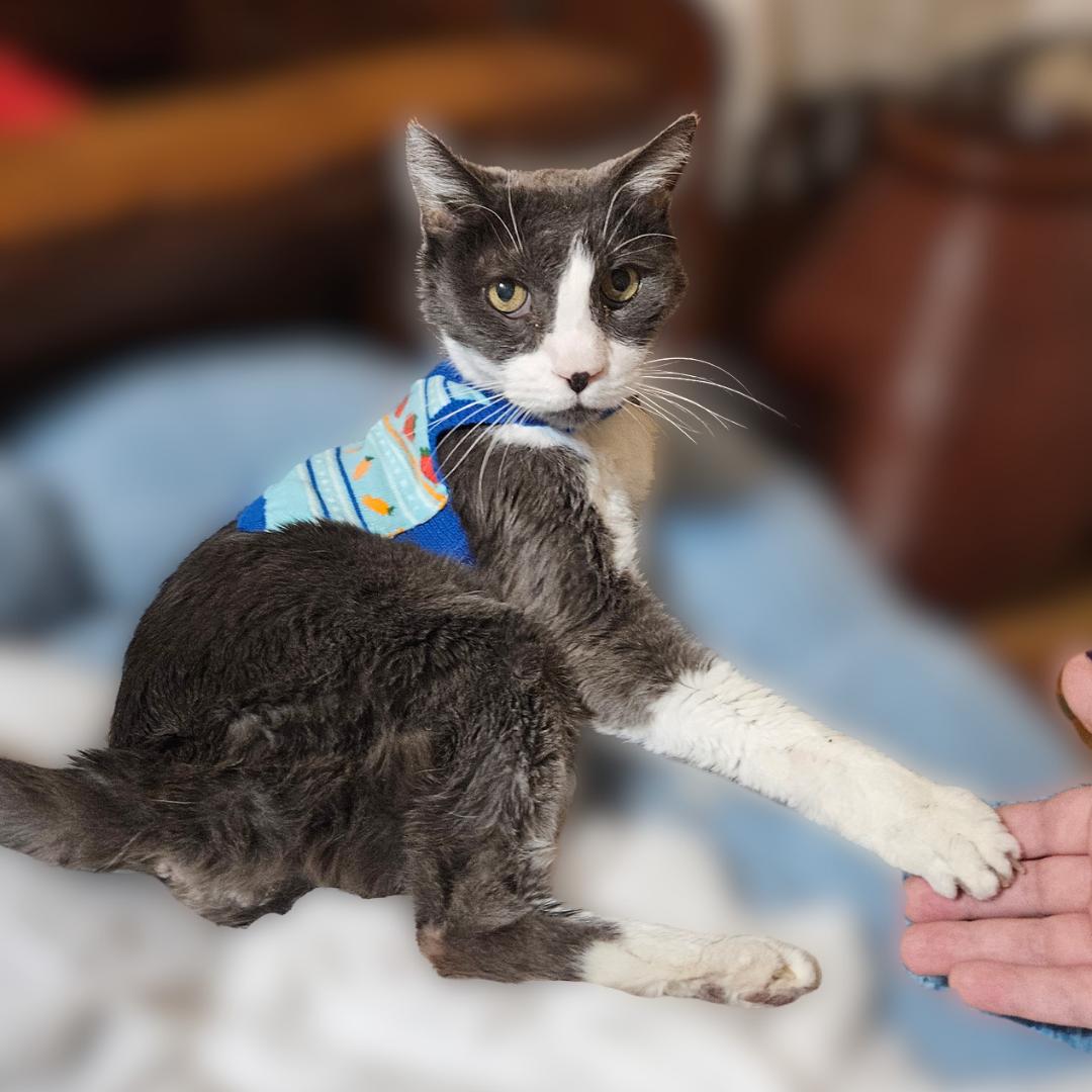 Enlarge Remmy, a ADOPTABLE Domestic Short Hair in Scottsdale, AZ image 2/5