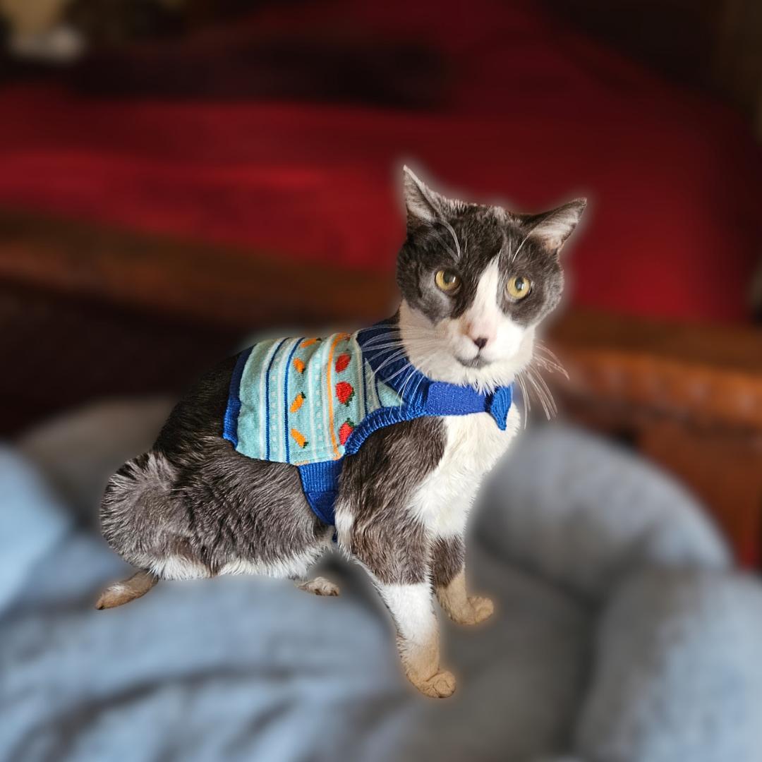 Enlarge Remmy, a ADOPTABLE Domestic Short Hair in Scottsdale, AZ image 5/5
