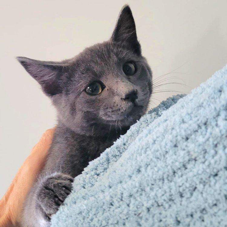 August, Baby Male Domestic Short Hair