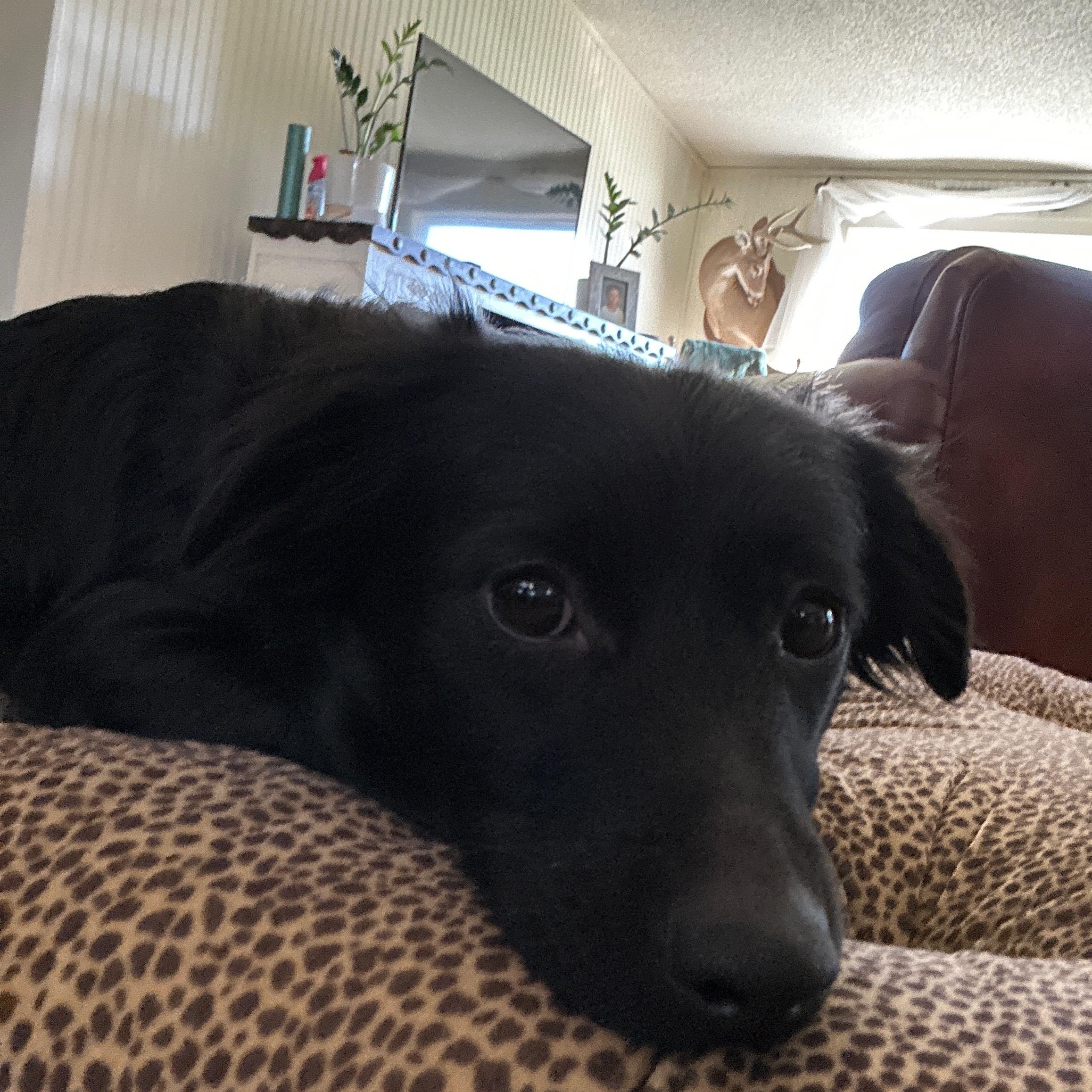 Enlarge IVY-Instant Cuddler, an adopted mixed breed in Stephenville, TX image 4/6