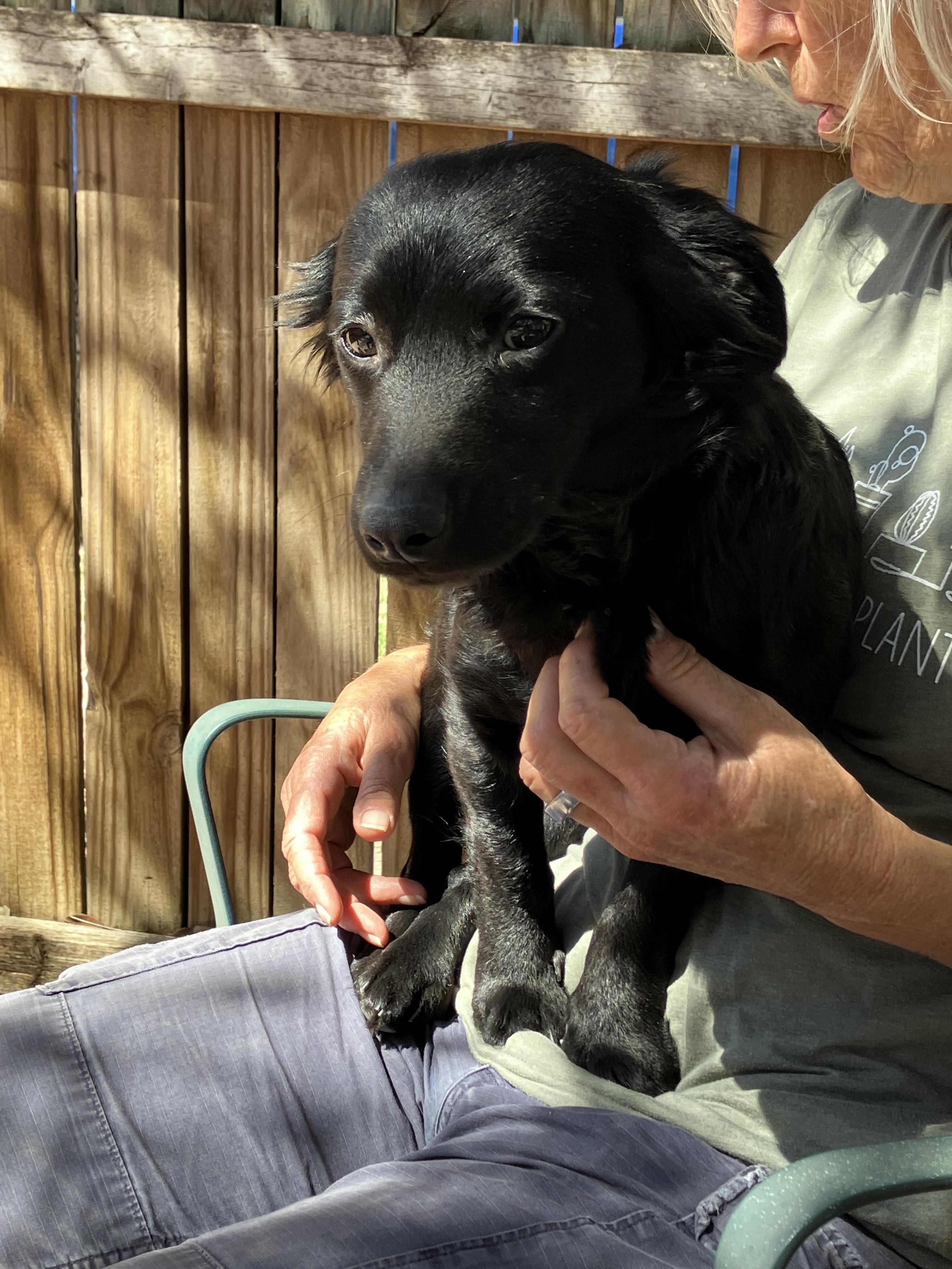 Enlarge IVY-Instant Cuddler, an adopted mixed breed in Stephenville, TX image 3/6