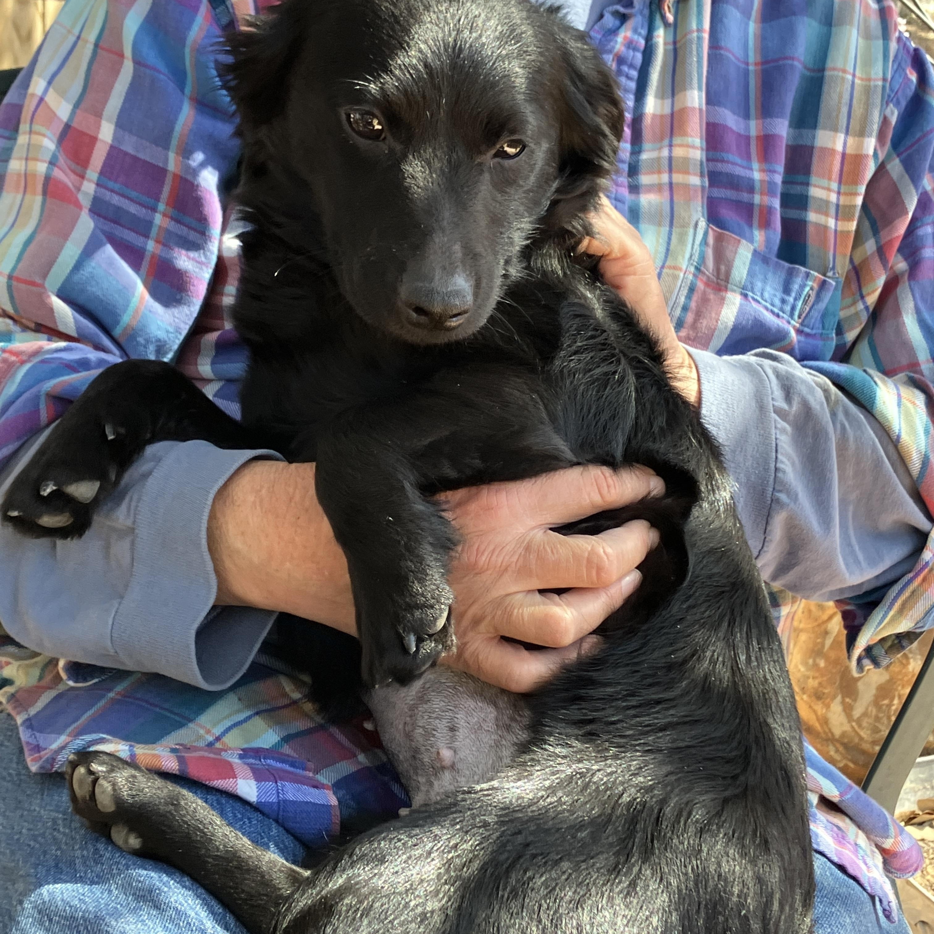 Enlarge IVY-Instant Cuddler, an adopted mixed breed in Stephenville, TX image 5/6