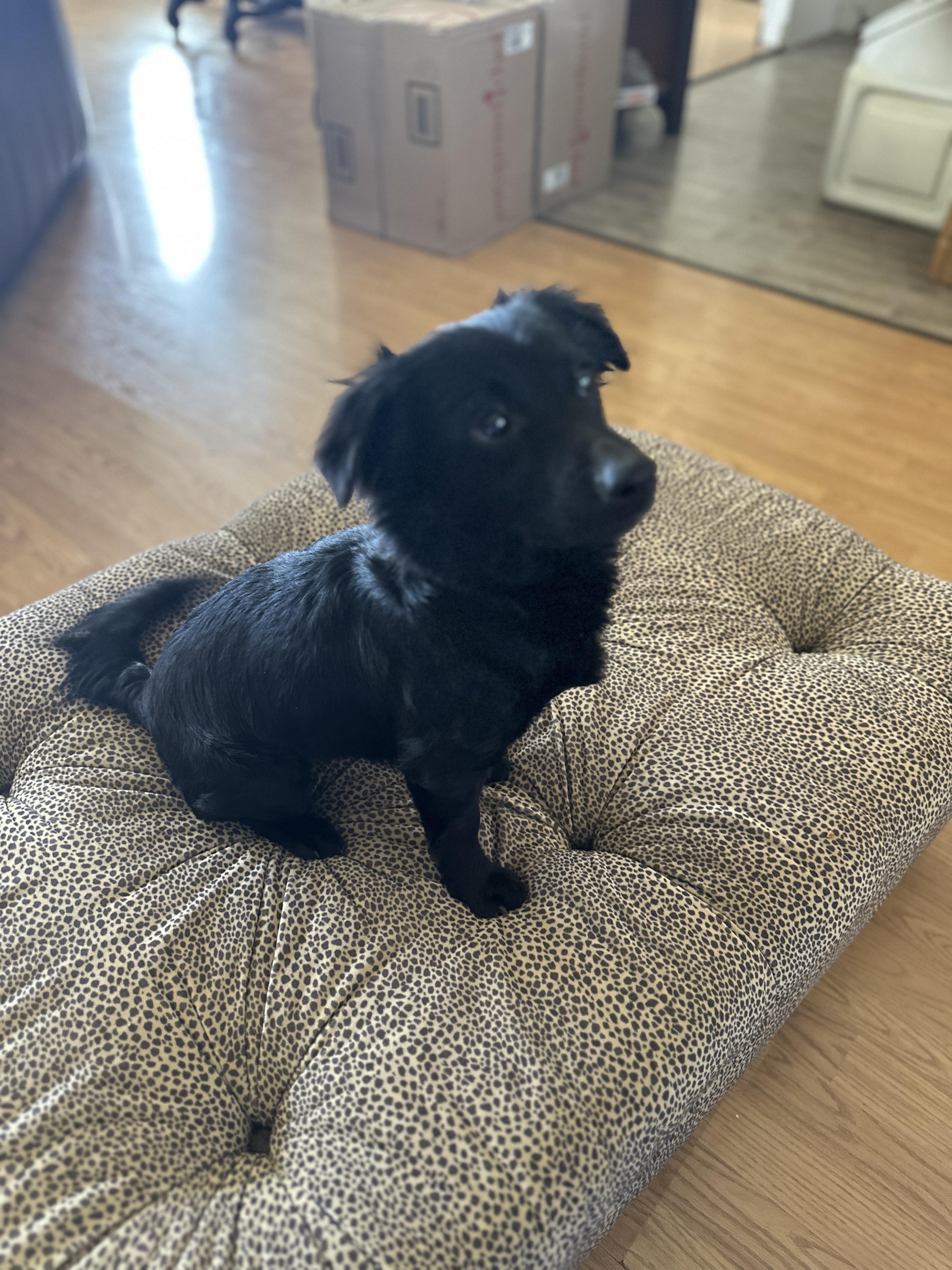 Enlarge IVY-Instant Cuddler, an adopted mixed breed in Stephenville, TX image 2/6