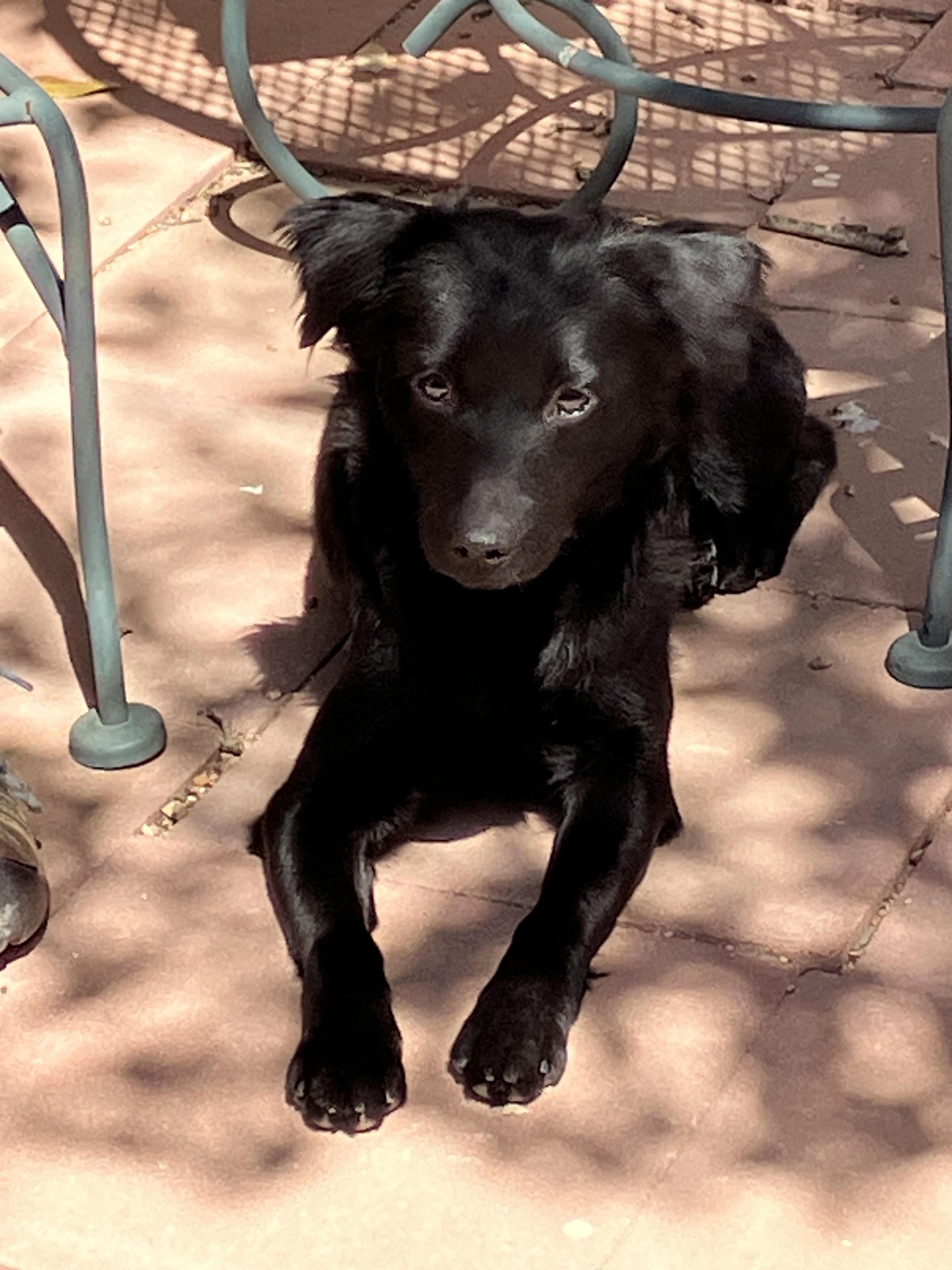 Enlarge IVY-Instant Cuddler, an adopted mixed breed in Stephenville, TX image 1/6