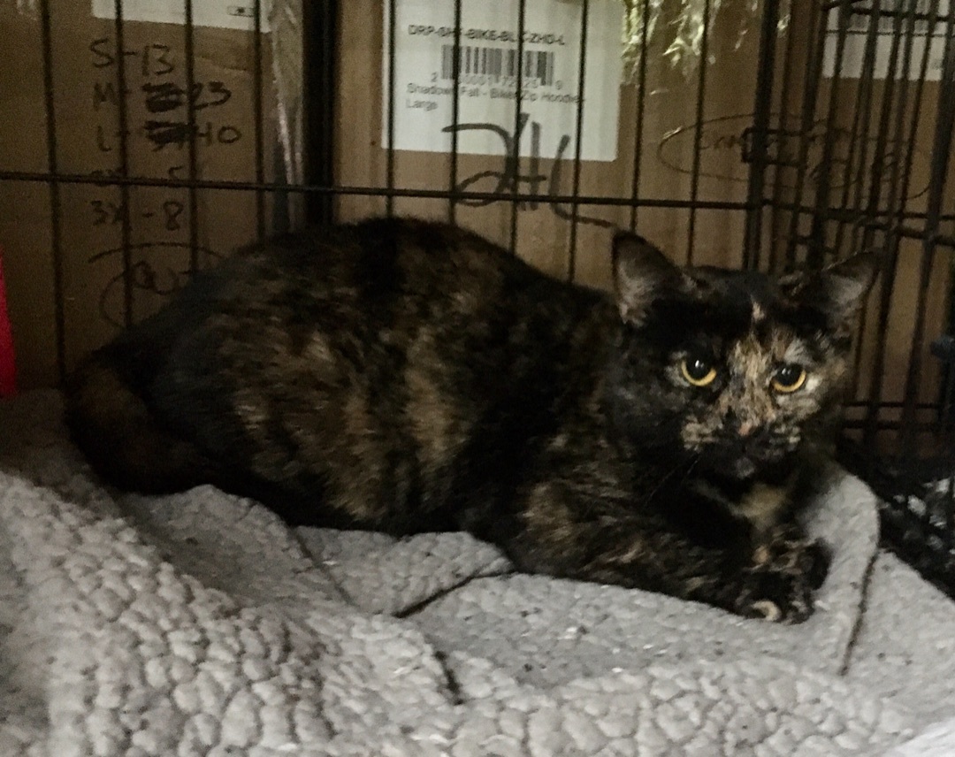 Enlarge Tyler, a Adoptable Domestic Short Hair in Stuart, VA image 1/2