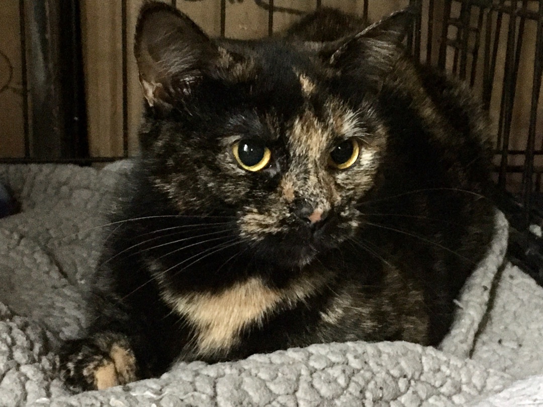 Enlarge Tyler, a Adoptable Domestic Short Hair in Stuart, VA image 2/2