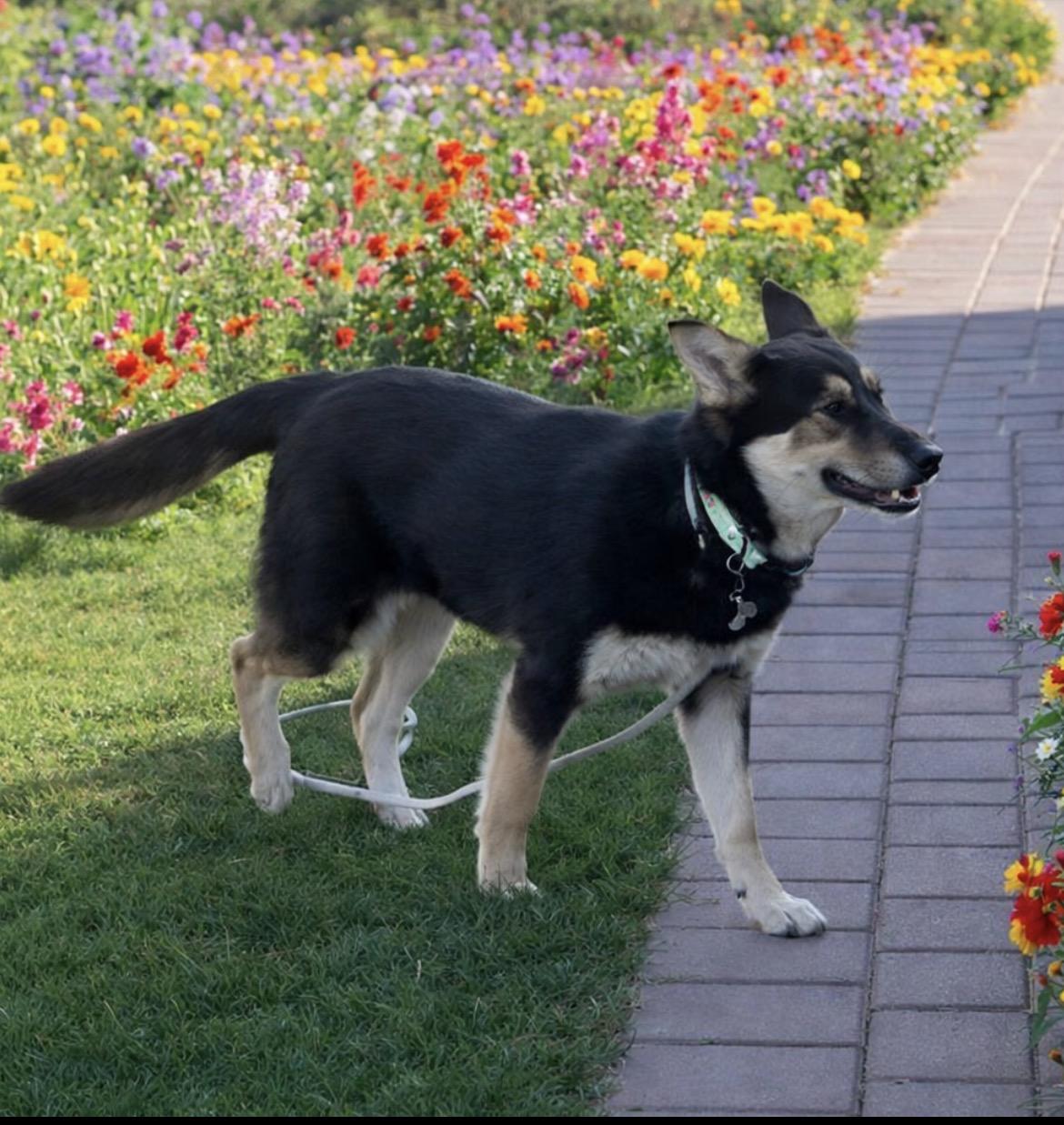 Enlarge Rosie, a ADOPTABLE mixed breed in Scottsdale, AZ image 3/6