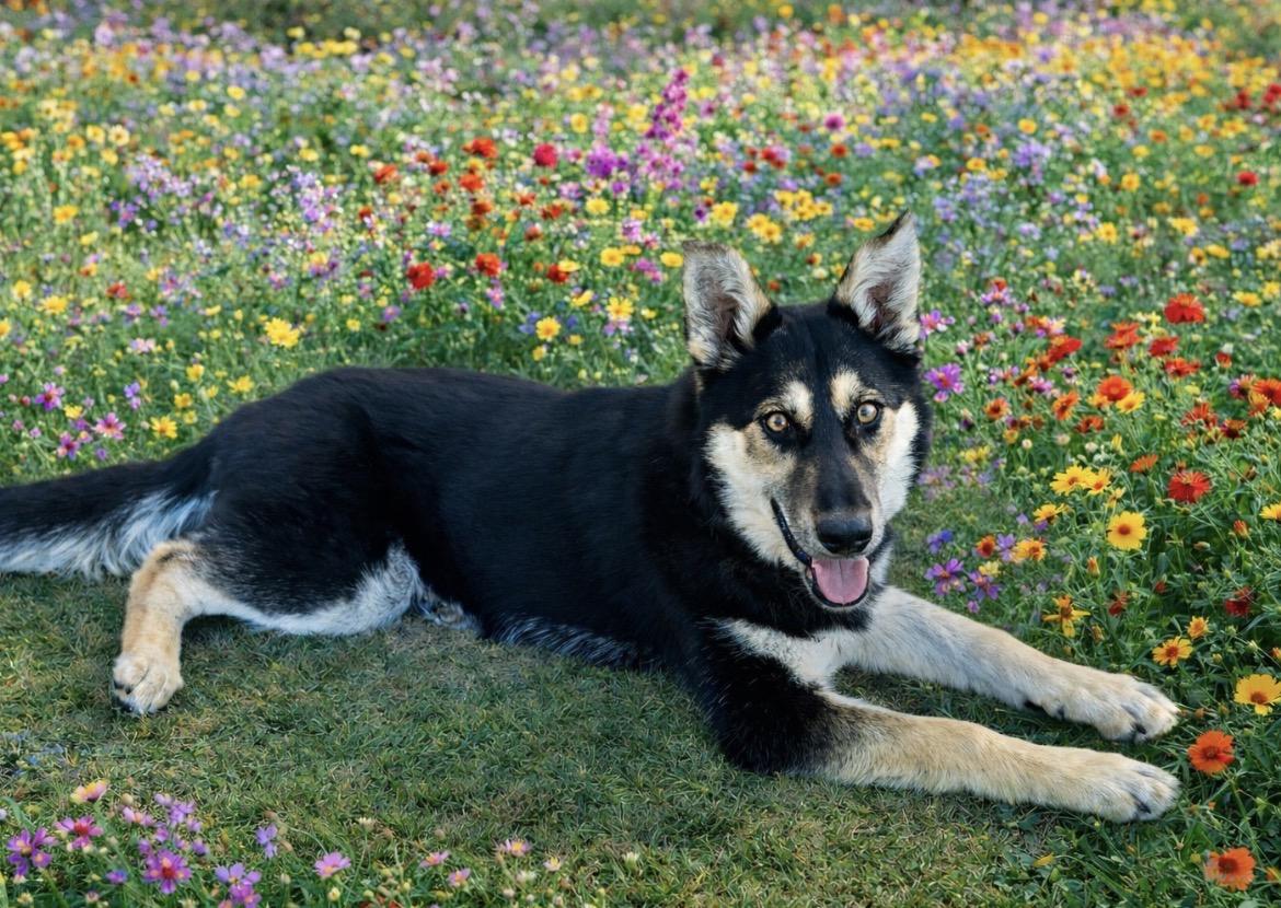 Enlarge Rosie, a ADOPTABLE mixed breed in Scottsdale, AZ image 4/6