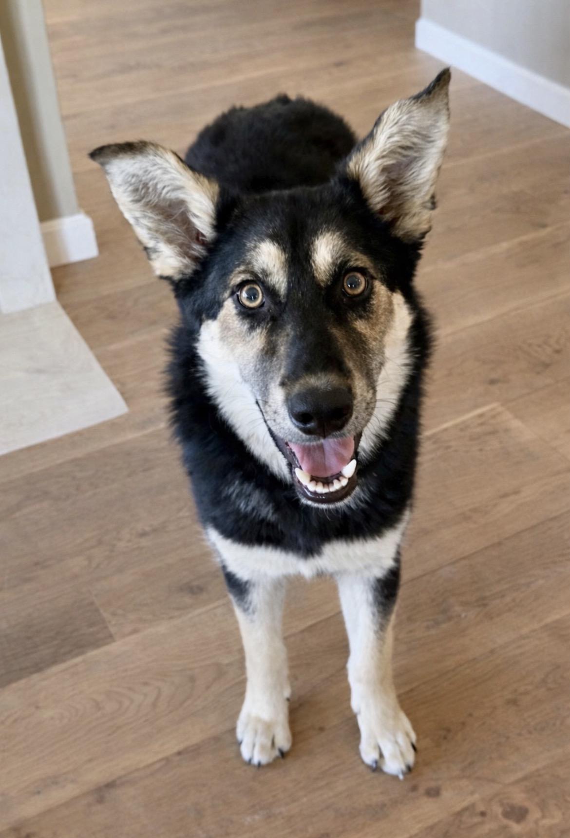 Enlarge Rosie, a ADOPTABLE mixed breed in Scottsdale, AZ image 1/6