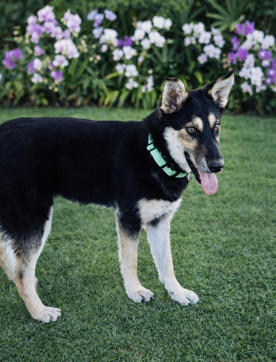 Enlarge Rosie, a ADOPTABLE mixed breed in Scottsdale, AZ image 5/6