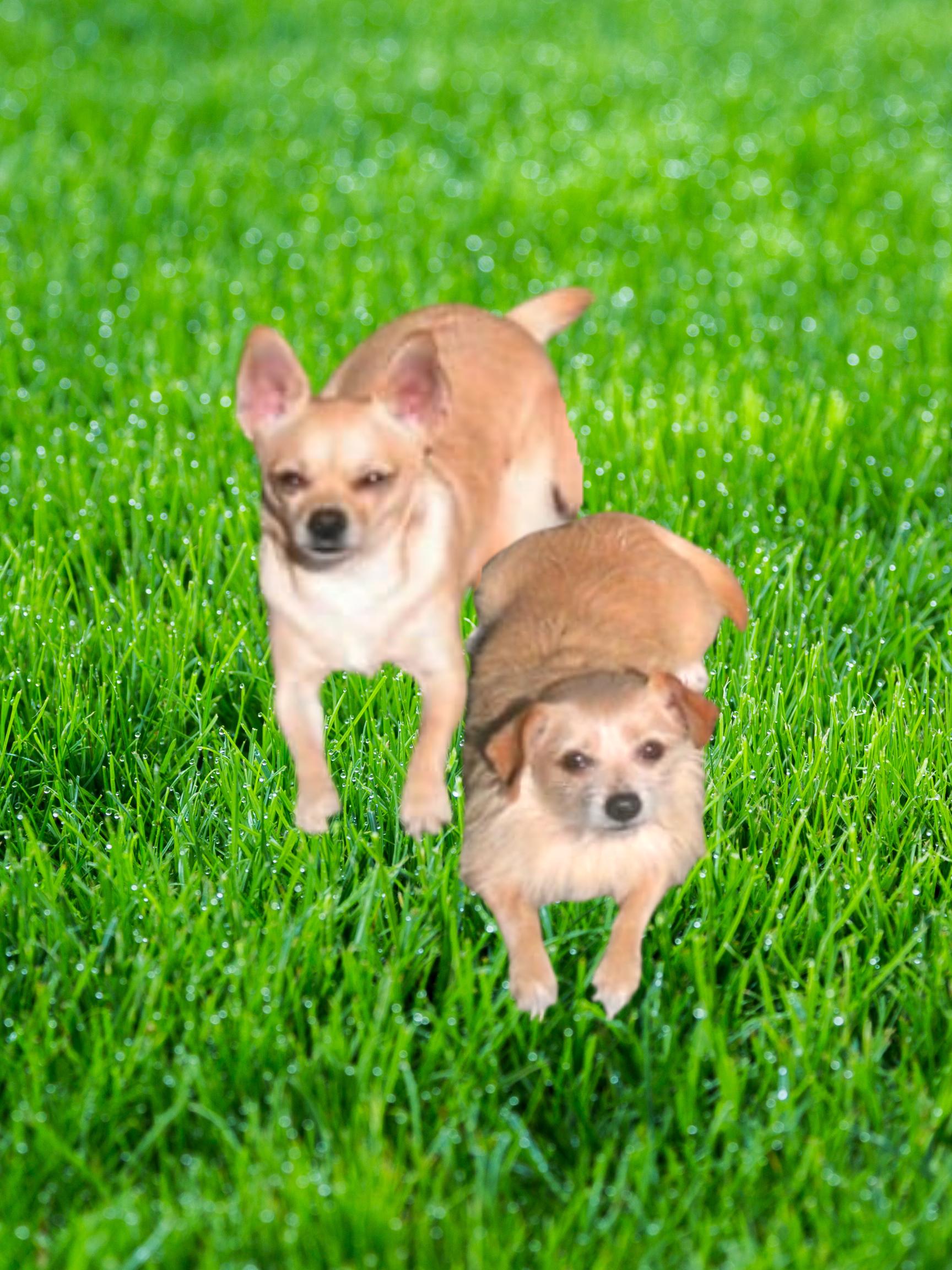 Enlarge Bella, a Adopted Chihuahua in Bradenton, FL image 1/6