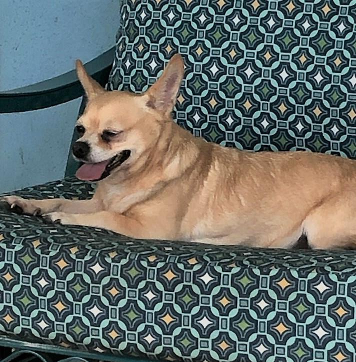 Enlarge Bella, a Adopted Chihuahua in Bradenton, FL image 3/6