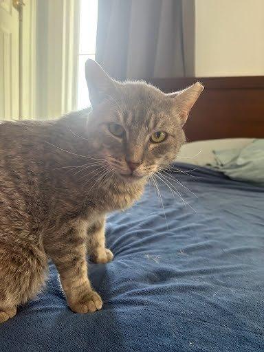 Thomas, Adoptable, Young Male Domestic Short Hair.