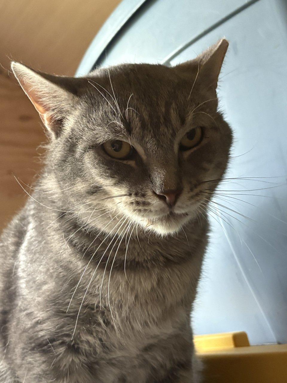Enlarge Thomas, a Adoptable Domestic Short Hair in Raleigh, NC image 2/5
