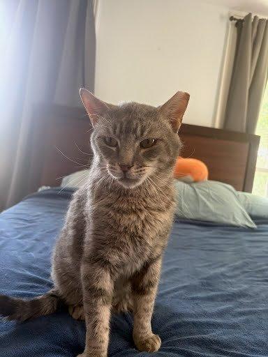 Enlarge Thomas, a Adoptable Domestic Short Hair in Raleigh, NC image 3/5