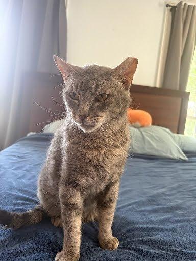 Enlarge Thomas, a Adoptable Domestic Short Hair in Raleigh, NC image 4/5