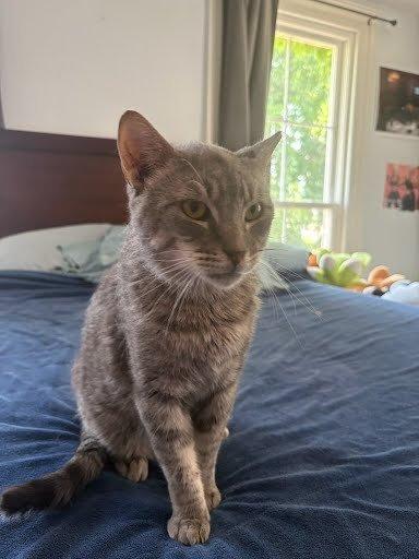 Enlarge Thomas, a Adoptable Domestic Short Hair in Raleigh, NC image 5/5