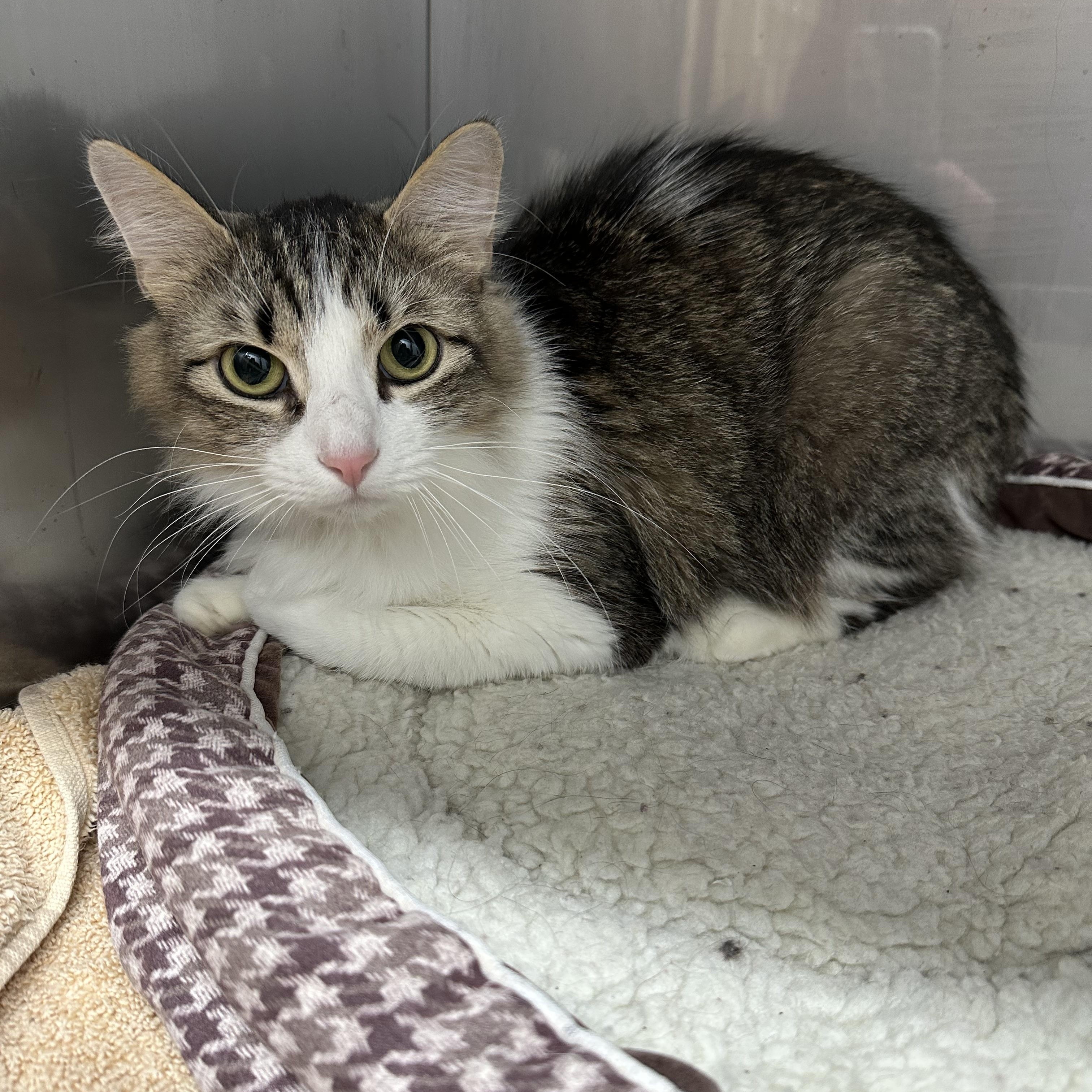 Enlarge Cookie, a ADOPTABLE Domestic Medium Hair in Jaffrey, NH image 2/2