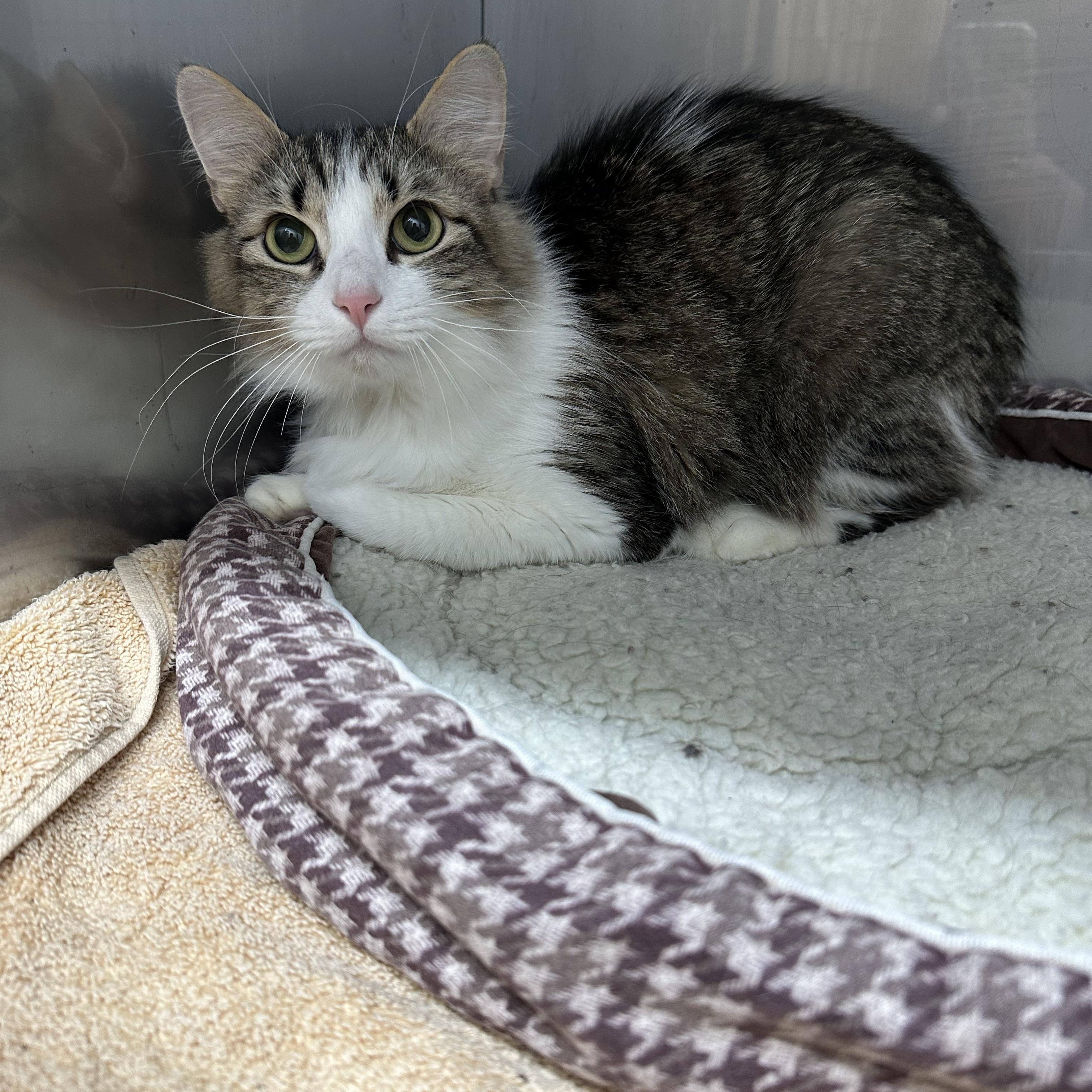 Cookie, ADOPTABLE, Adult Female Domestic Medium Hair.