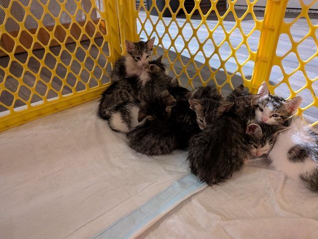 Acrobat, Adoptable, Kitten Female Domestic Short Hair.