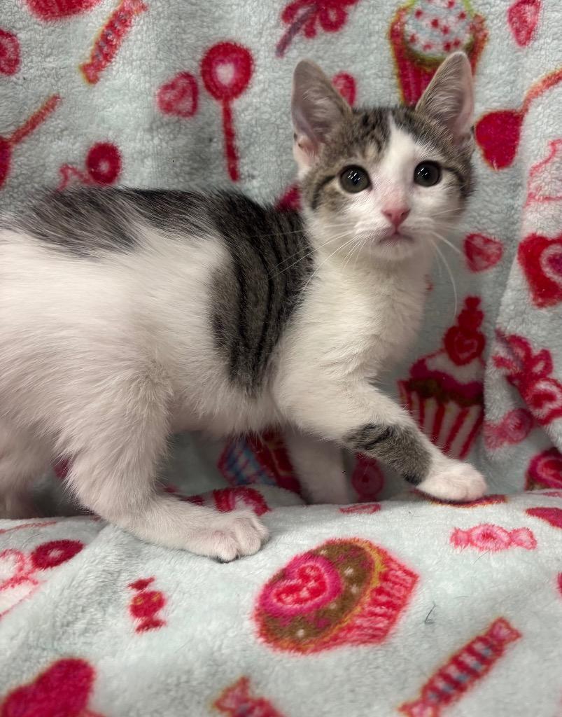 Enlarge Acrobat, a Adoptable mixed breed in Corpus Christi, TX image 3/3