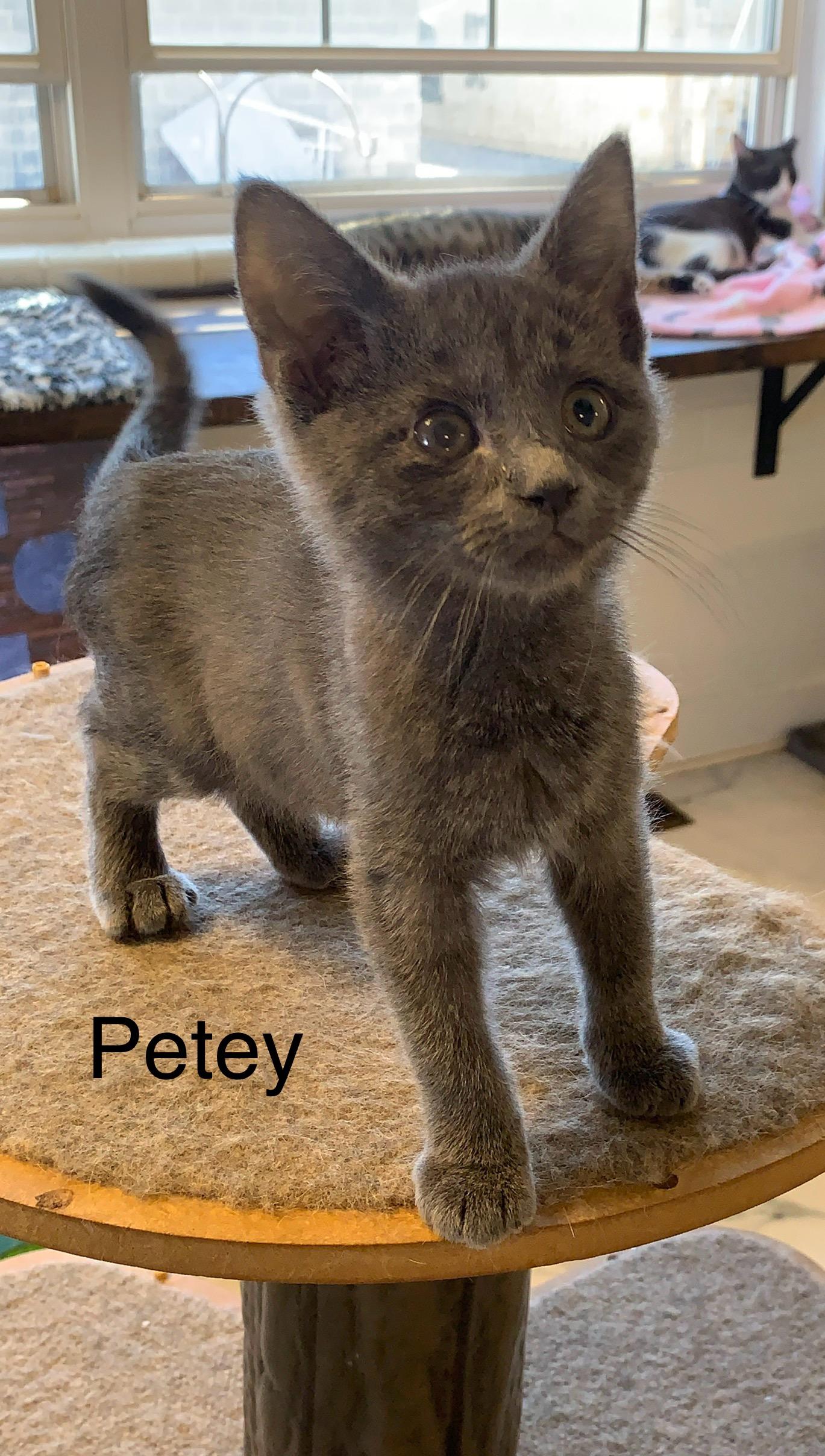 Petey, Adoptable, Young Male Domestic Short Hair.