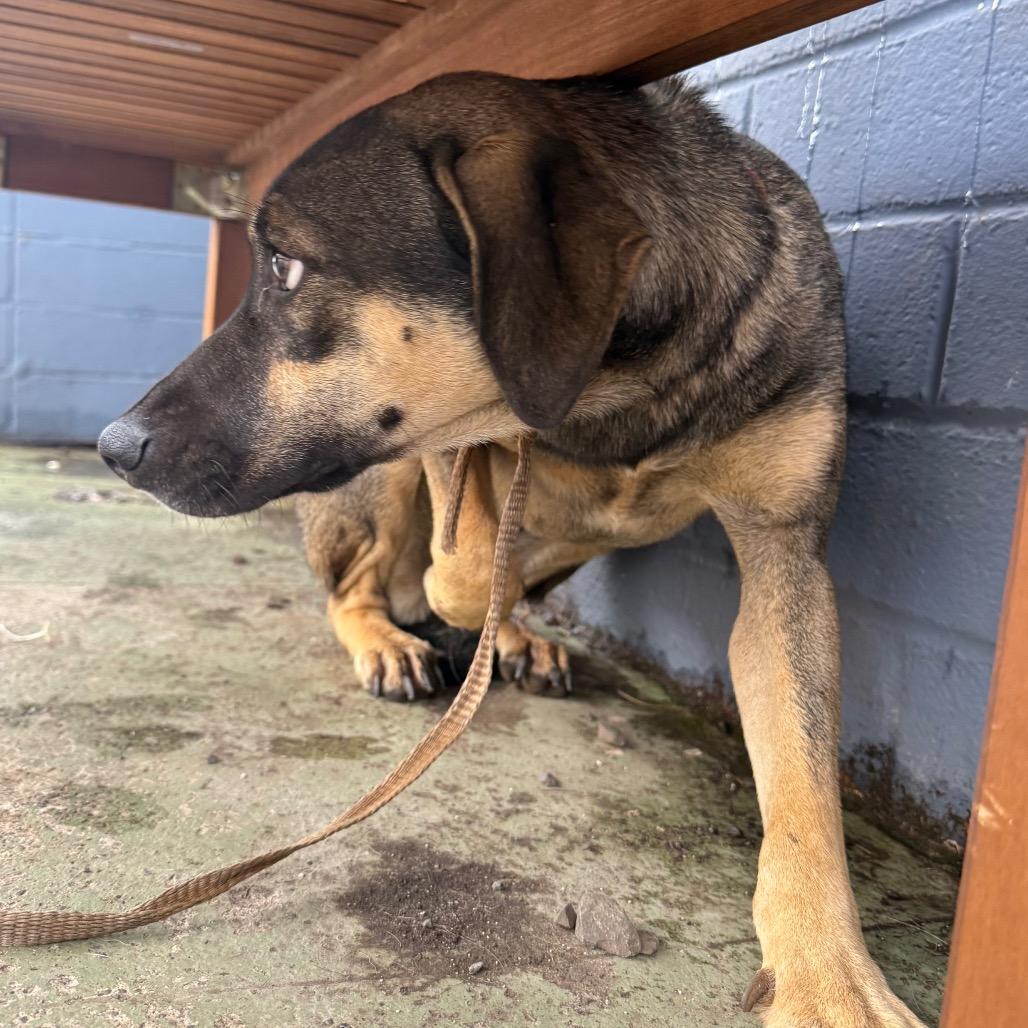 Lani, Adoptable, Young Female Shepherd.