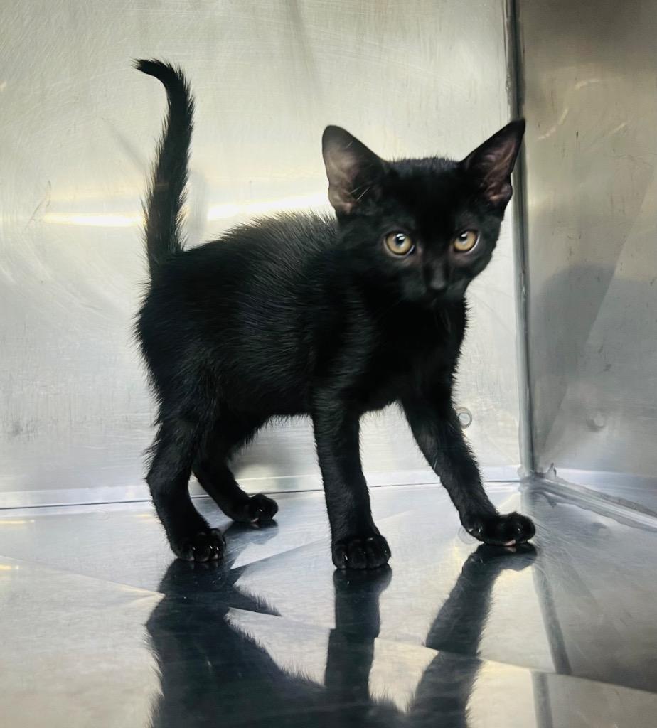 Nickolai, Adoptable, Kitten Male Domestic Short Hair.