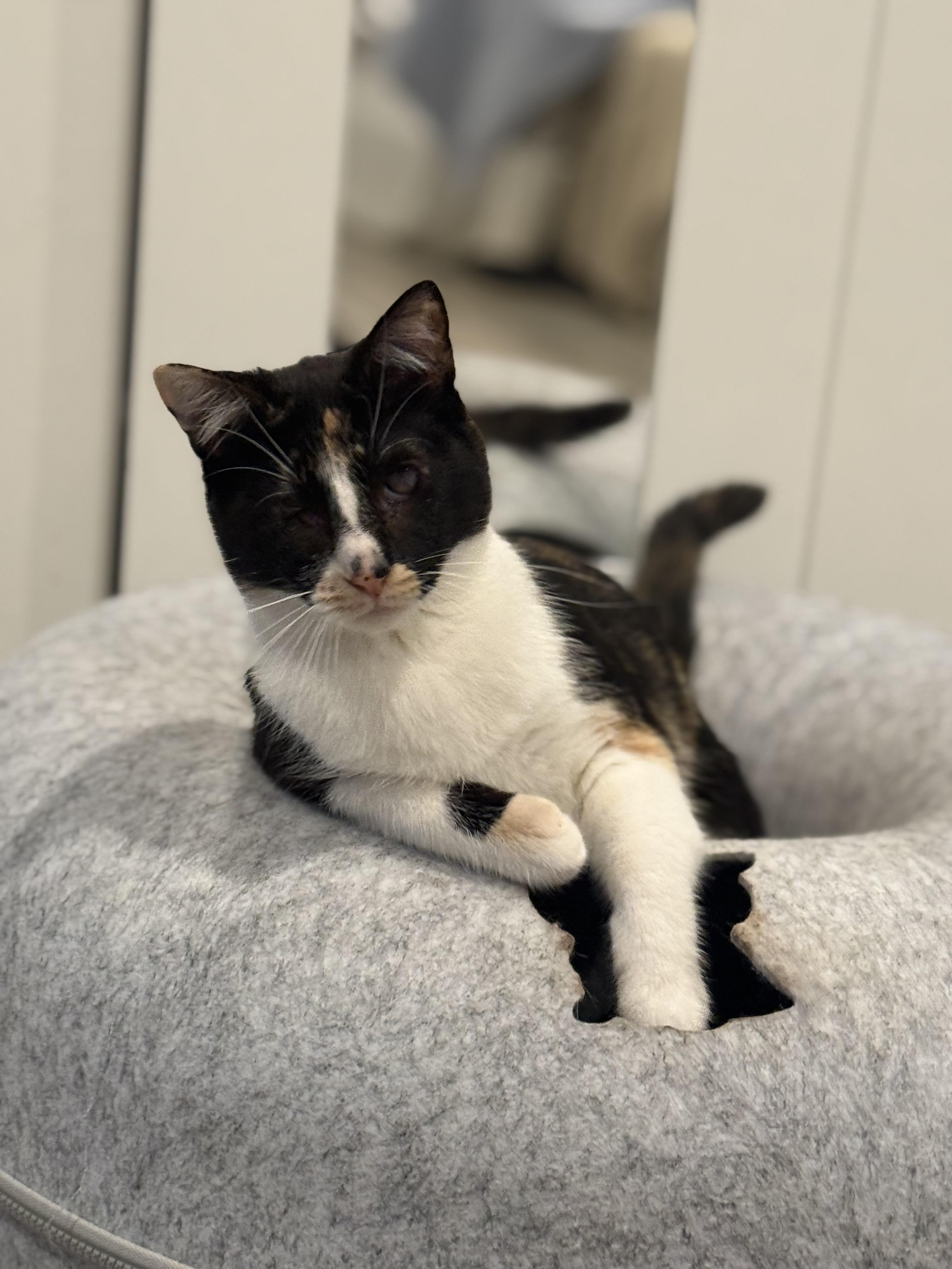 Enlarge Punky Brewster, a Adoptable Domestic Short Hair in Malibu, CA image 1/5