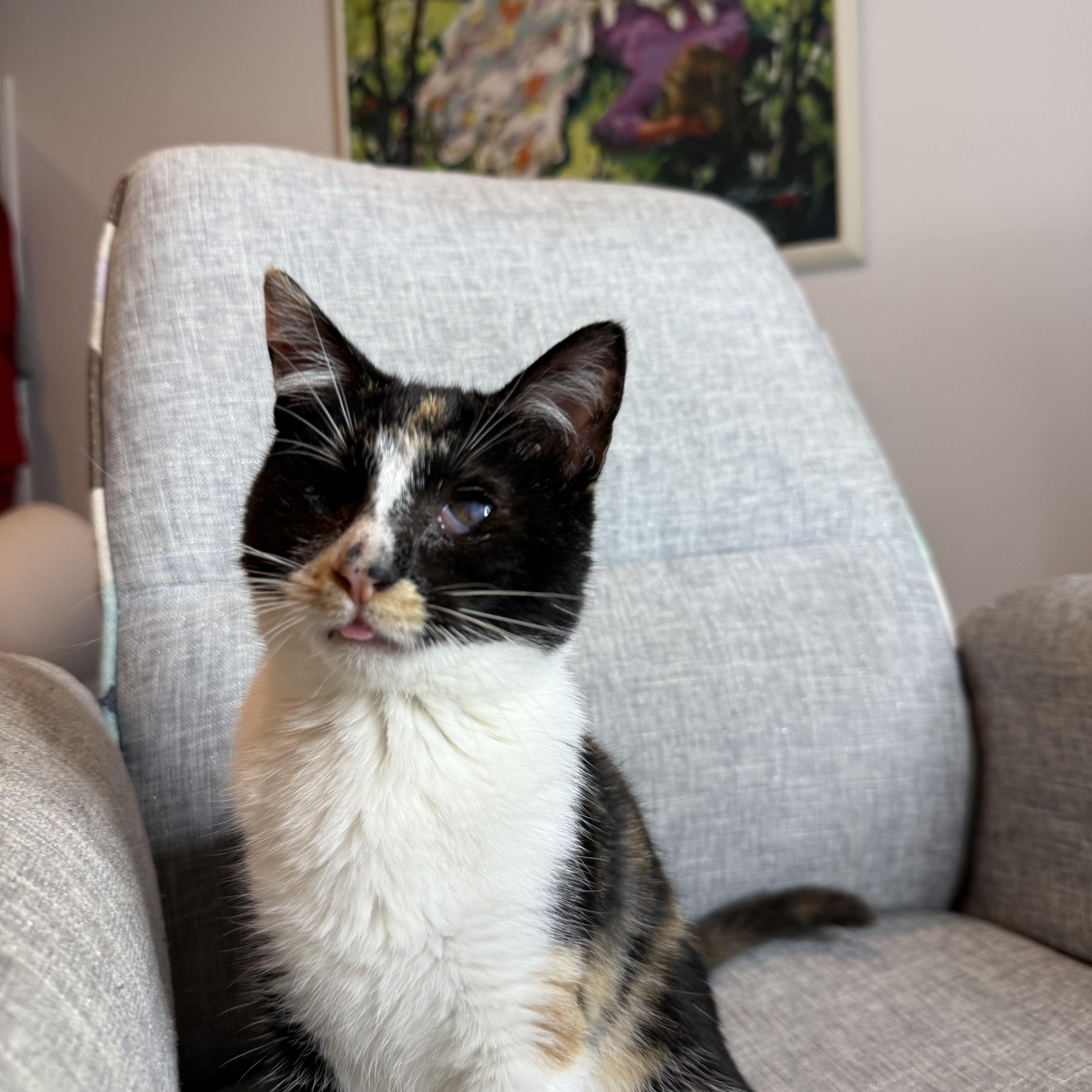 Enlarge Punky Brewster, a Adoptable Domestic Short Hair in Malibu, CA image 2/5