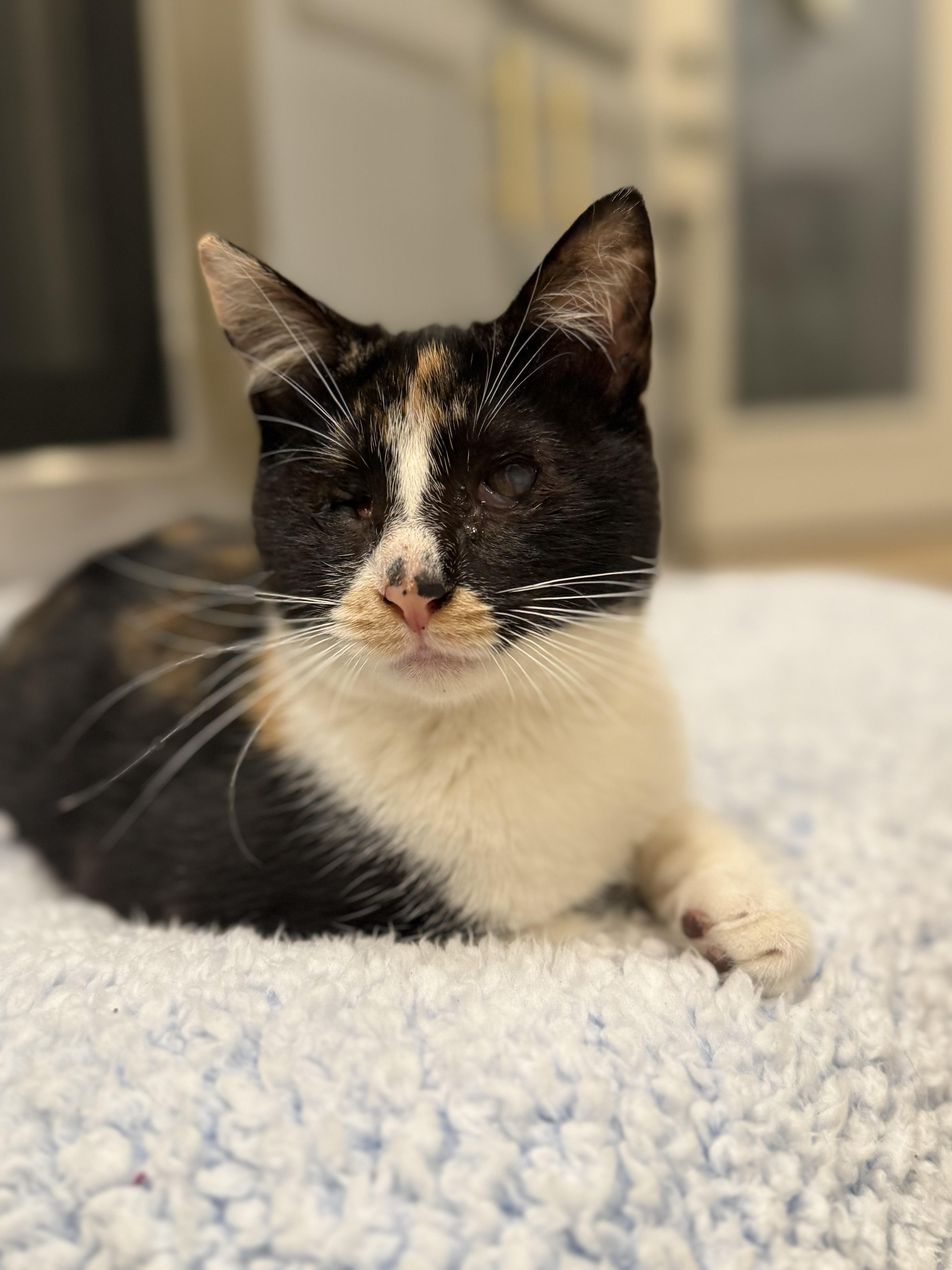 Enlarge Punky Brewster, a Adoptable Domestic Short Hair in Malibu, CA image 4/5