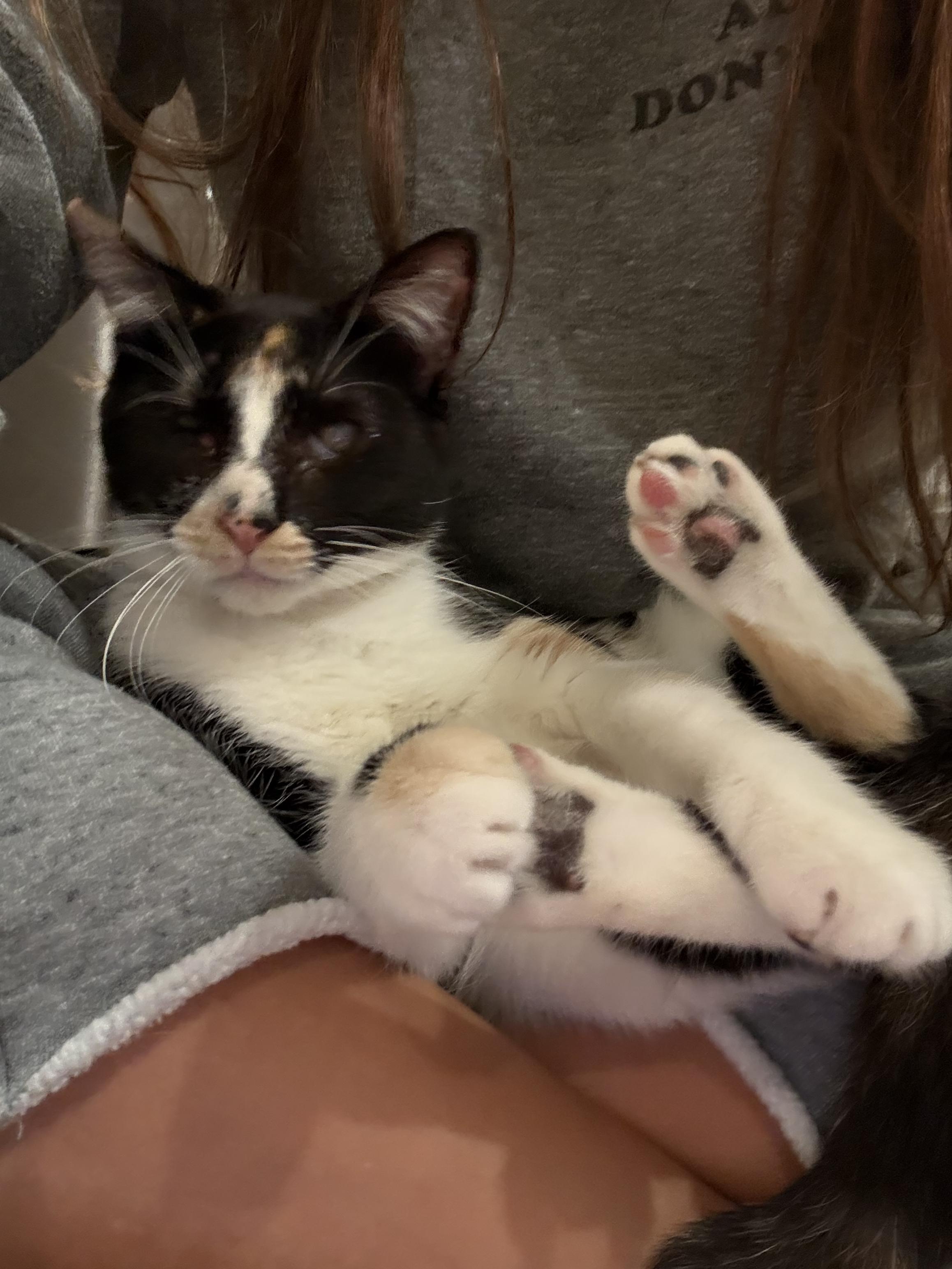 Enlarge Punky Brewster, a Adoptable Domestic Short Hair in Malibu, CA image 3/5