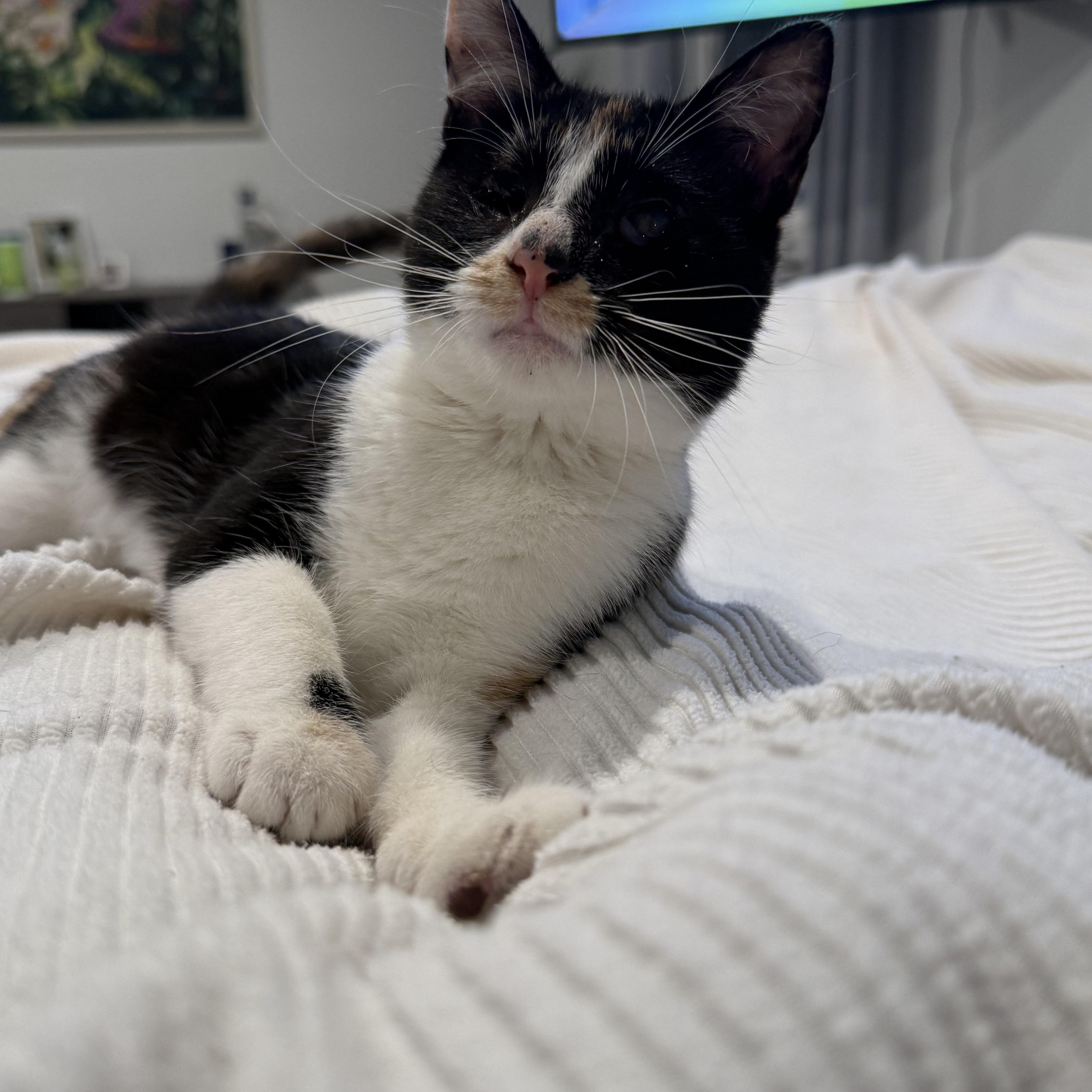 Enlarge Punky Brewster, a Adoptable Domestic Short Hair in Malibu, CA image 5/5