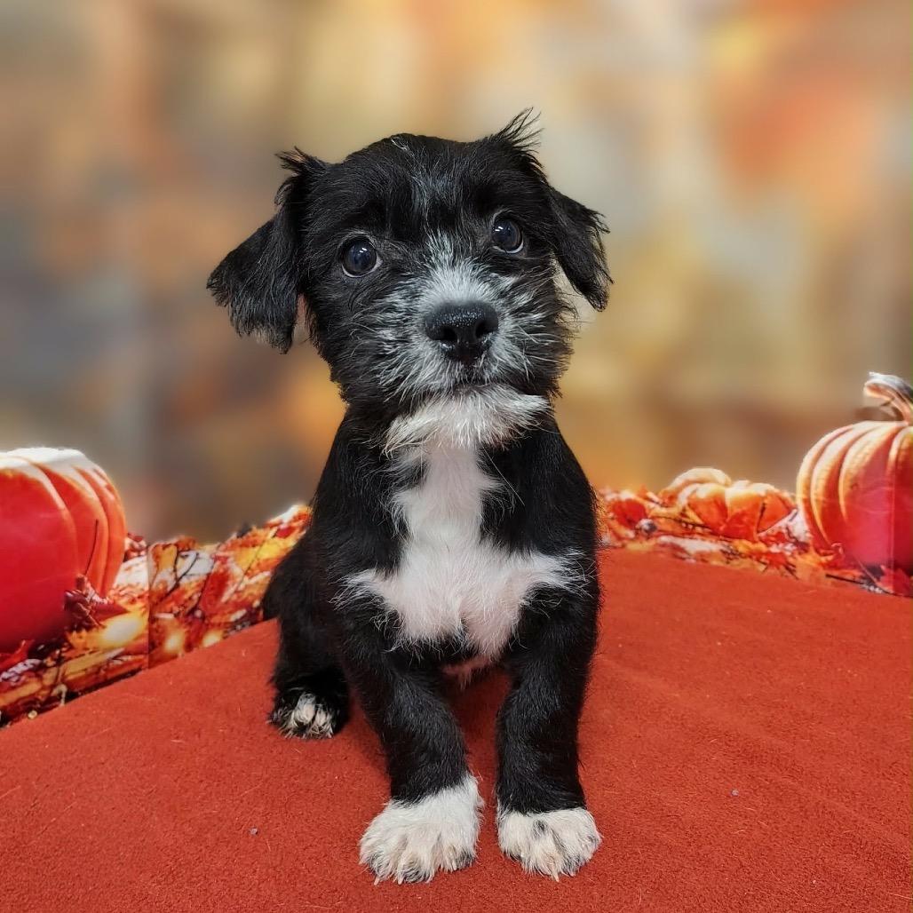 Emberly, Adoptable, Puppy Female Poodle & Mixed Breed.