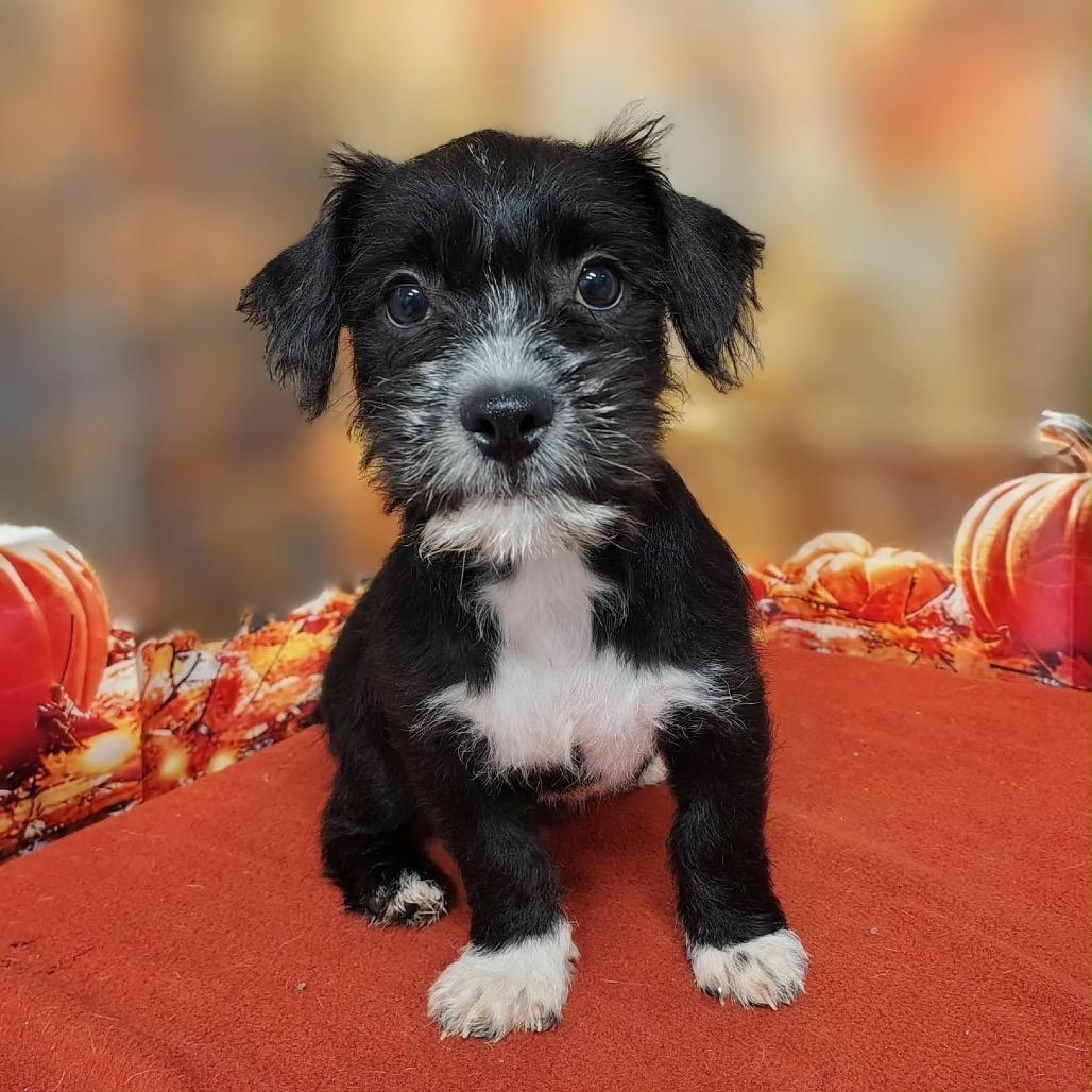 Enlarge Emberly, a Adoptable mixed breed in Griswold, CT image 2/2