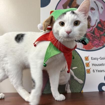 Patch, Adoptable, Adult Male Domestic Short Hair & Domestic Short Hair.