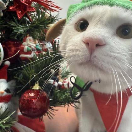 Patch, Adoptable, Adult Male Domestic Short Hair & Domestic Short Hair.