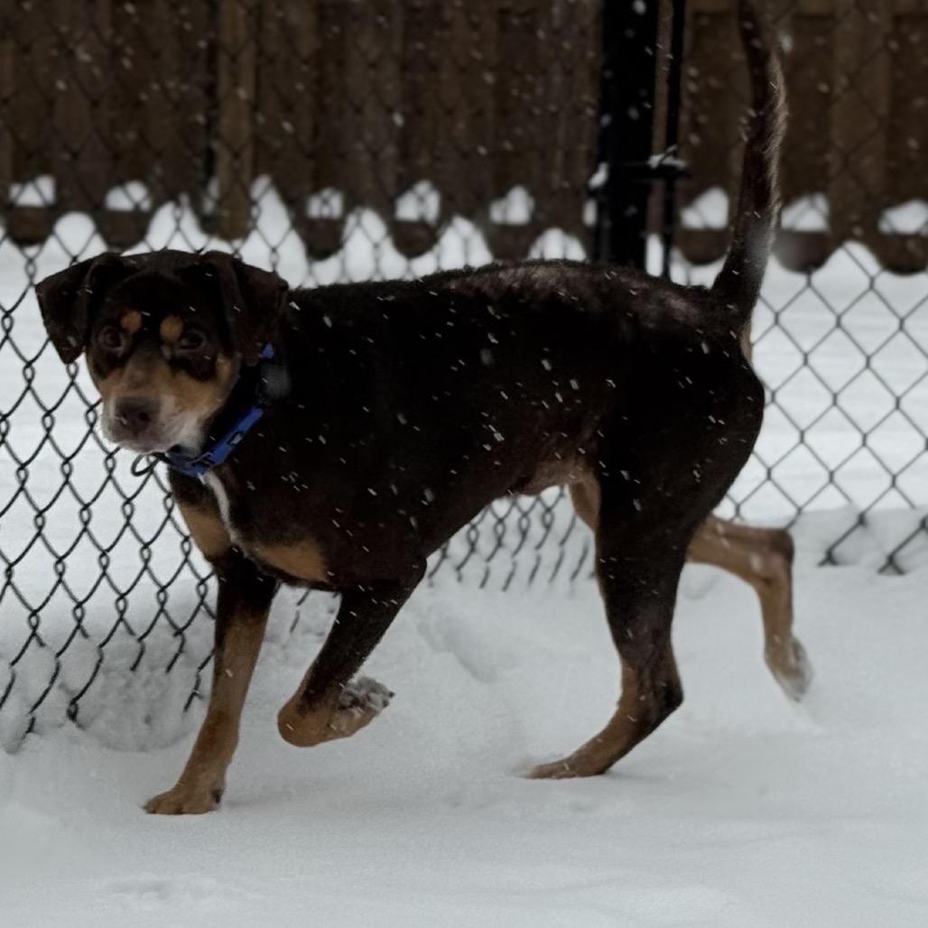 Enlarge Max, a Adoptable Mixed Breed in Avon, OH image 1/6