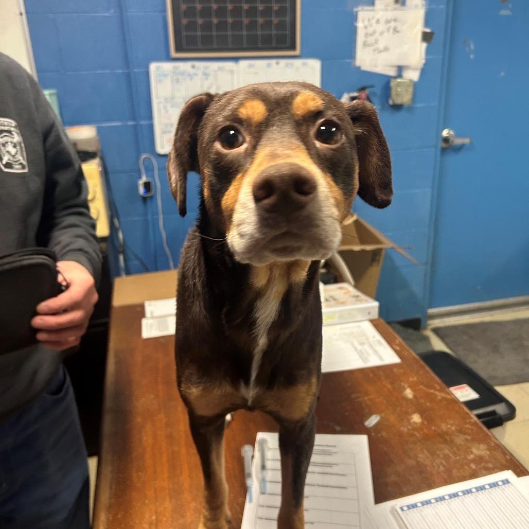 Enlarge Max, a Adoptable Mixed Breed in Avon, OH image 2/6