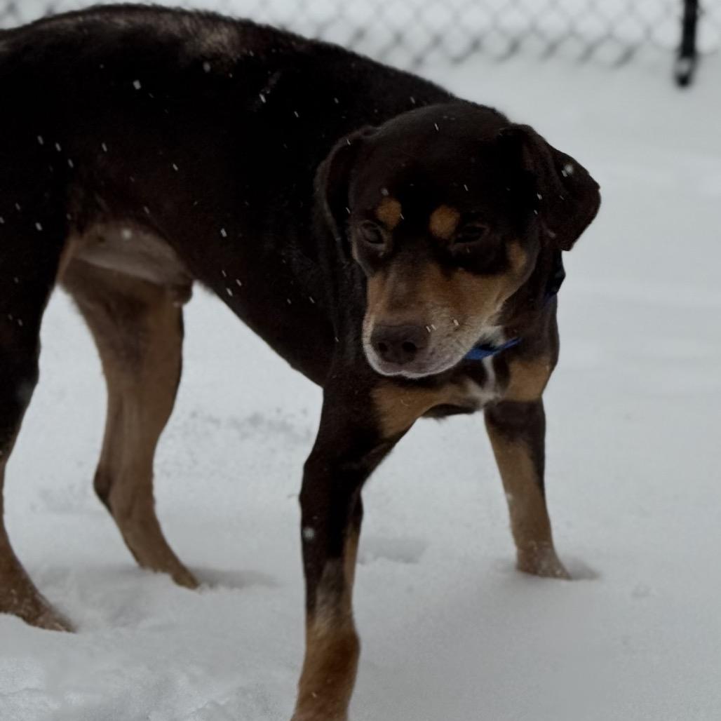 Enlarge Max, a Adoptable Mixed Breed in Avon, OH image 3/6
