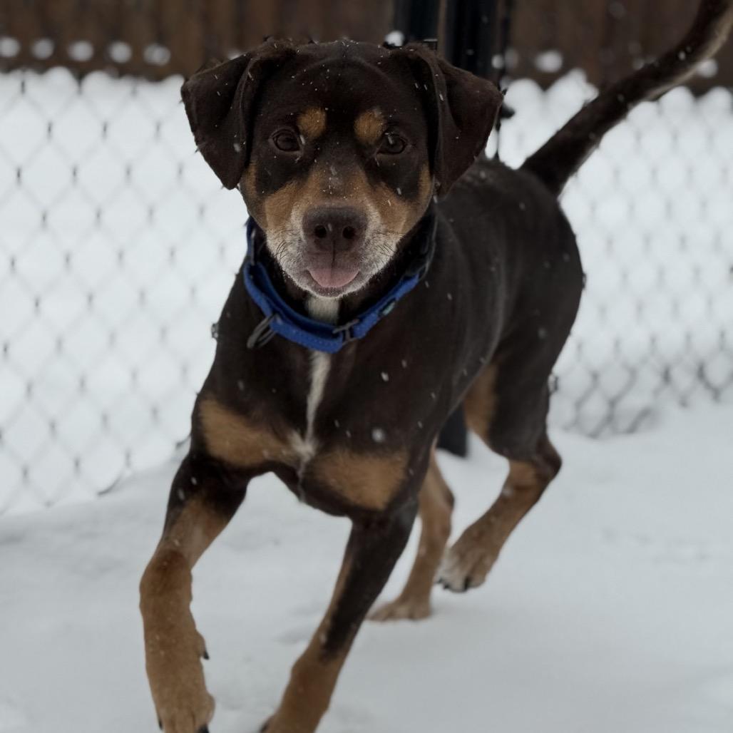 Enlarge Max, a Adoptable Mixed Breed in Avon, OH image 4/6