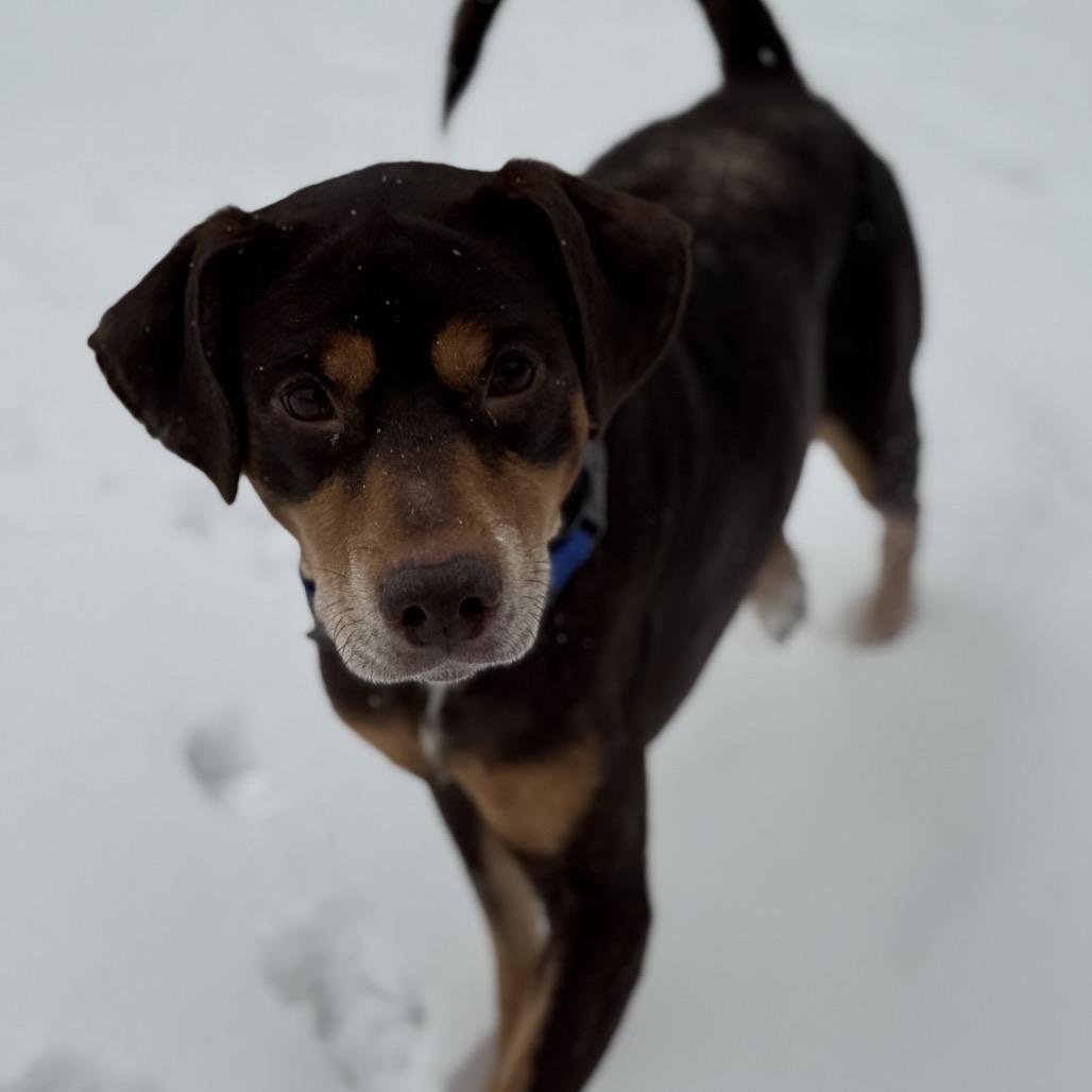 Enlarge Max, a Adoptable Mixed Breed in Avon, OH image 5/6