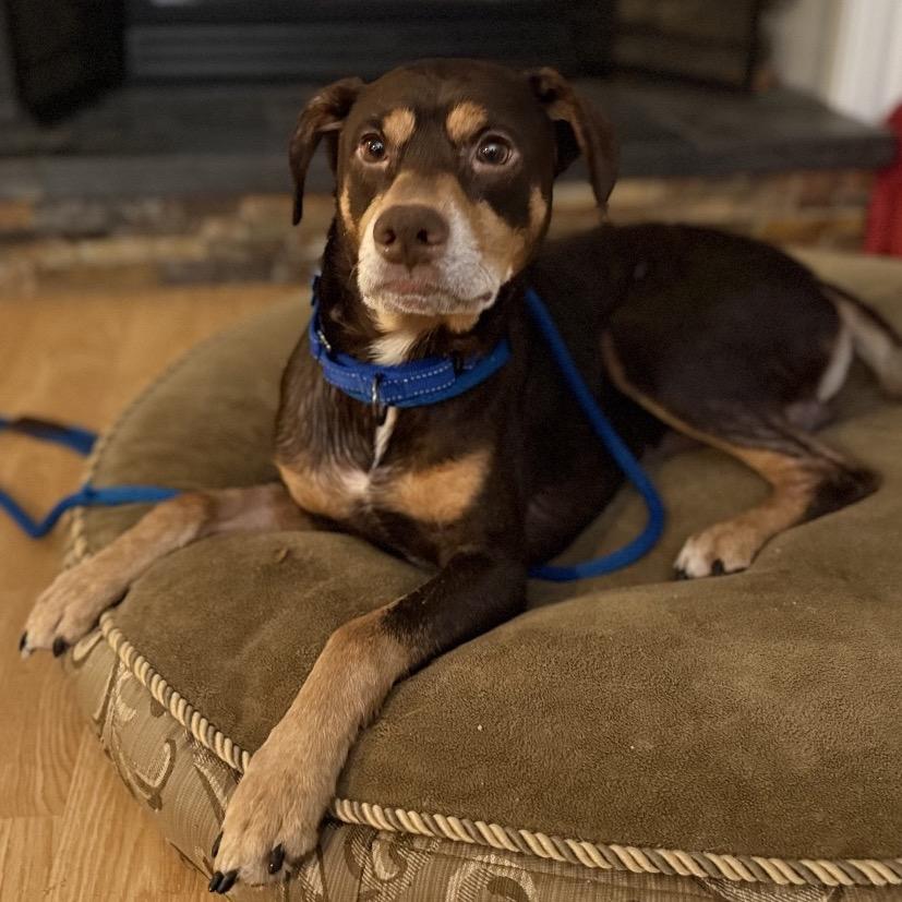 Enlarge Max, a Adoptable Mixed Breed in Avon, OH image 6/6