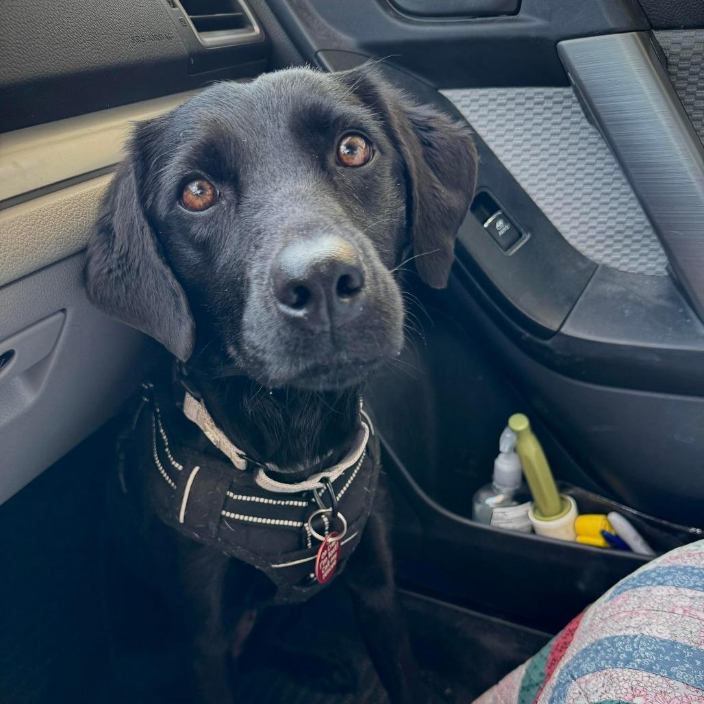 Clover — thumbnail 3