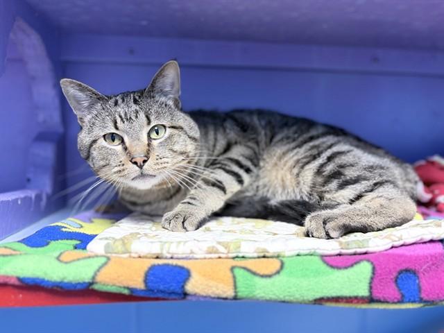 OZZIE, Adoptable, Adult Male Domestic Short Hair.
