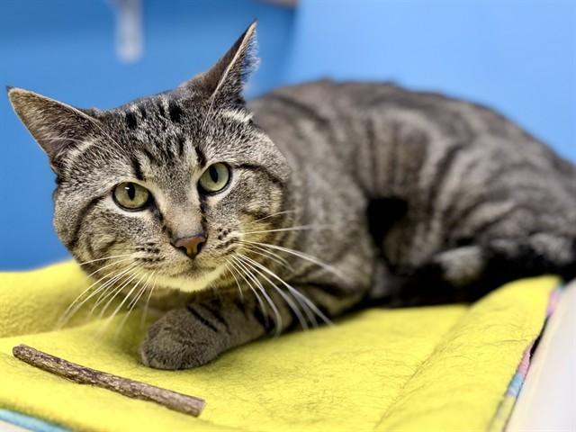 Enlarge OZZIE, a Adoptable Domestic Short Hair in Ames, IA image 1/1