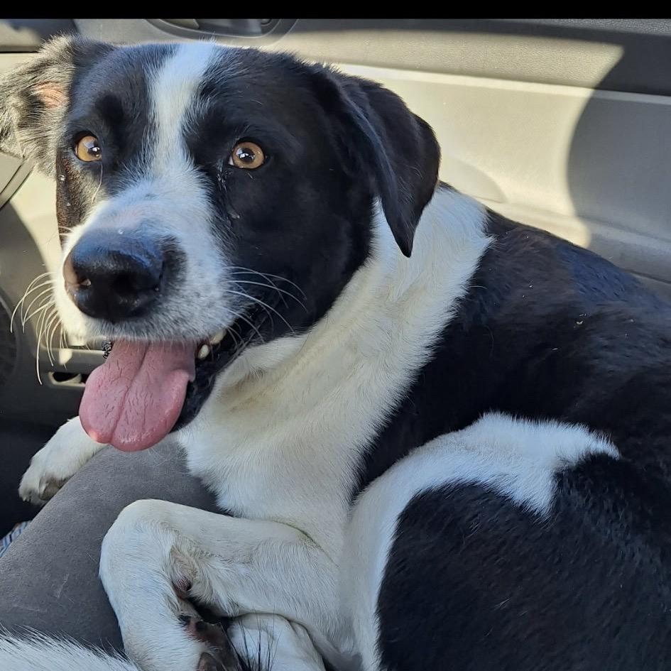 Allie, Adoptable, Adult Female Smooth Collie.