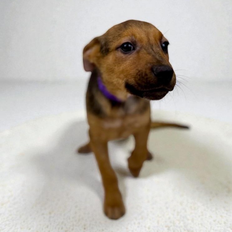 Enlarge Fig, a ADOPTABLE mixed breed in Bellevue, WA image 2/5