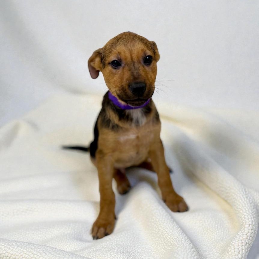 Enlarge Fig, a ADOPTABLE mixed breed in Bellevue, WA image 4/5