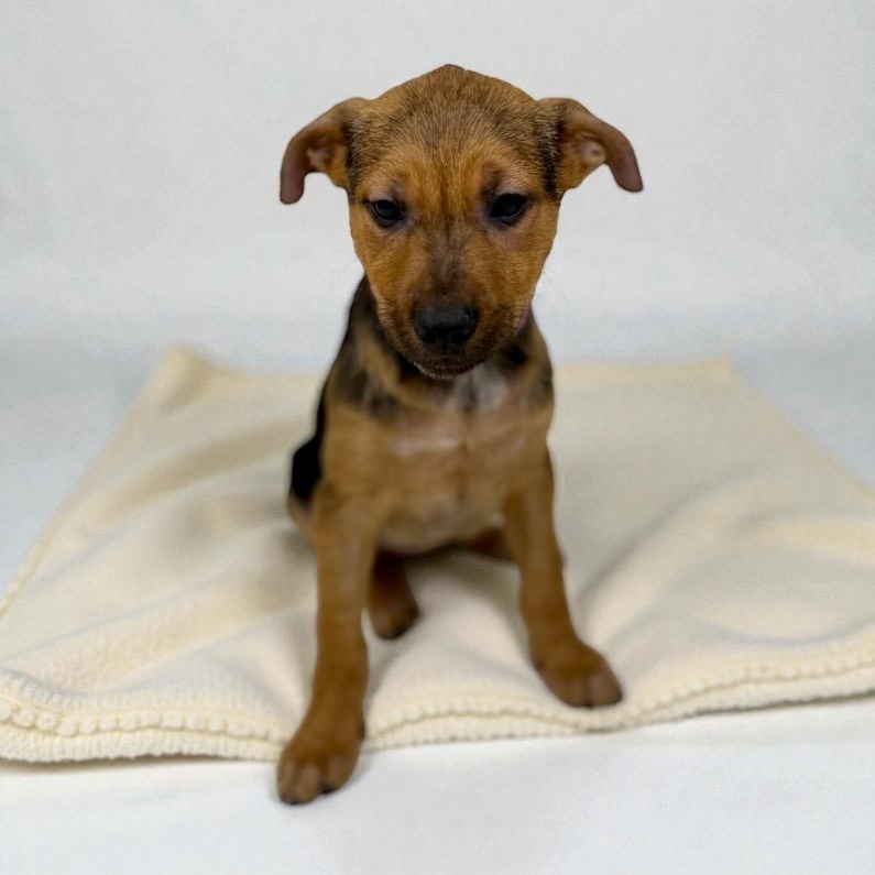 Fig, ADOPTABLE, Puppy Male Terrier.